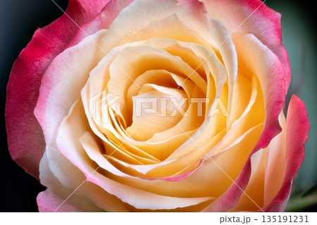 Delicate pink and yellow rose captured for fragrance branding purposes, Photograph of colorful roses with gentle lighting to enhance perfume packaging visual appeal Delicate pink and yellow rose captured for fragrance branding purposes, Photograph of colorful roses with gentle lighting to enhance perfume packaging visual appeal 135191231