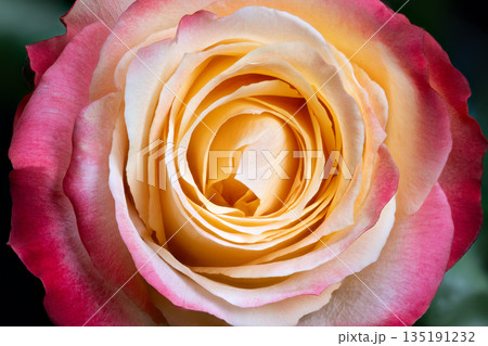 Colorful rose with layered petals, Detailed macro shot showcasing spiraled multihued blossom, Intimate macro view emphasizing vibrant concentric rings of blooming rose 135191232