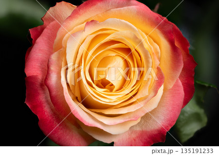 Graceful rose arrangement scene, Elegant layered roses with delicate color blend, An exquisite arrangement of roses in pink and yellow hues enhances celebration ambiance Graceful rose arrangement scene, Elegant layered roses with delicate color blend, An exquisite arrangement of roses in pink and yellow hues enhances celebration ambiance 135191233