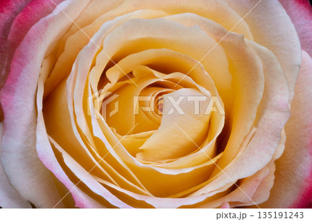 Abstract swirl on velvet rose petal, Delicate tonal shifts in cream rose petal surface, Intricate macro view highlighting velvet texture and subtle color gradations 135191243