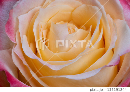 Elegant floral closeup, Closeup shot highlighting textured velvet petals and subtle color shifts, Artistic photograph capturing intricate layers and soft surface of vibrant rose 135191244