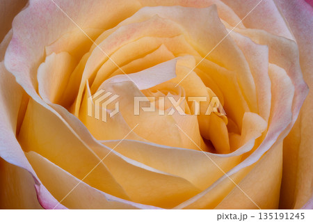 Studio lighting highlights soft pastel gradients and velvety textures of rose, Romantic composition emphasizing gentle shadows and delicate color transitions in floral design 135191245