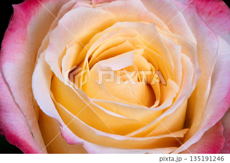 Romantic pink visuals, Tender rose petal imagery, Delicate pink blossom textures with warm hues, Gentle floral imagery highlighting soft pink petals and warm coloring 135191246