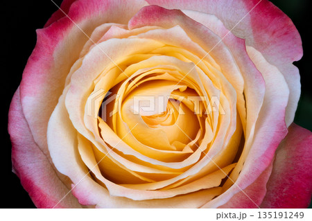Detailed shot of blooming yellow rose, Intimate view of bridal floral arrangement with pink accents, Close perspective of layered velvety petals in wedding bouquet scene 135191249