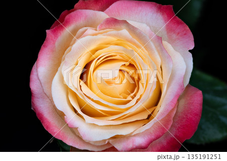 Velvety textured spiral flower showcasing unfolding central pattern, Botanical illustration emphasizing symmetrical spiral arrangement and delicate velvety surface of rose Velvety textured spiral flower showcasing unfolding central pattern, Botanical illustration emphasizing symmetrical spiral arrangement and delicate velvety surface of rose 135191251
