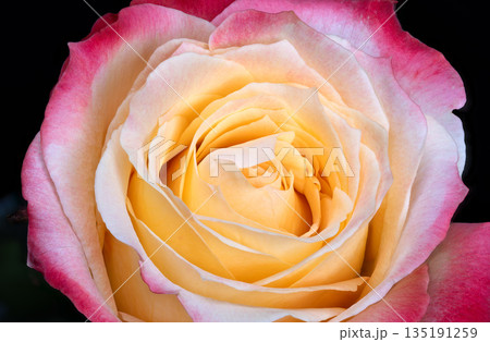 Intimate macro image emphasizing textured floral details and hues, Intricate macro composition showcasing multilayered petals with gradient colors on dark background Intimate macro image emphasizing textured floral details and hues, Intricate macro composition showcasing multilayered petals with gradient colors on dark background 135191259