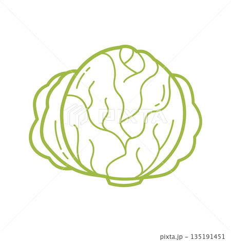Hand Drawn Cabbage Outline Icon for Healthy Food and Cooking Design Hand Drawn Cabbage Outline Icon for Healthy Food and Cooking Design 135191451
