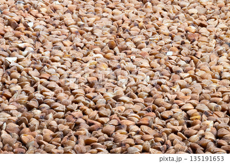 Crisp buckwheat grains showcase wholesome plant based breakfast options, Golden buckwheat seeds epitomize healthy eating habits and nourishing plant derived foods 135191653