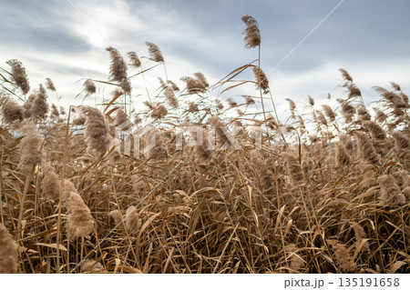 Dry fluffy pampas grass, reeds, stems swaying on wind at daylight.  135191658