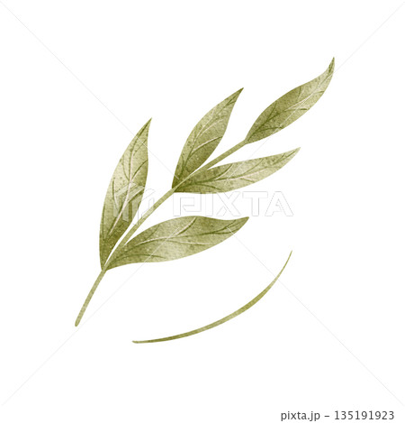 Watercolor twig green leaves. Hand-drawn illustration herbal plant, branch in childish style. Pastel colored elements, isolated from background for card, invitation, decor baby shower wedding birthday Watercolor twig green leaves. Hand-drawn illustration herbal plant, branch in childish style. Pastel colored elements, isolated from background for card, invitation, decor baby shower wedding birthday 135191923