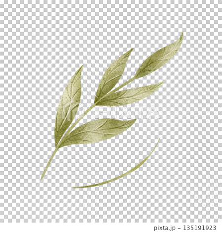 Watercolor twig green leaves. Hand-drawn illustration herbal plant, branch in childish style. Pastel colored elements, isolated from background for card, invitation, decor baby shower wedding birthday Watercolor twig green leaves. Hand-drawn illustration herbal plant, branch in childish style. Pastel colored elements, isolated from background for card, invitation, decor baby shower wedding birthday 135191923