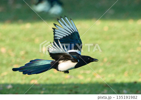 Eurasian Magpie Flying Over Green Grass Background Eurasian Magpie Flying Over Green Grass Background 135191982