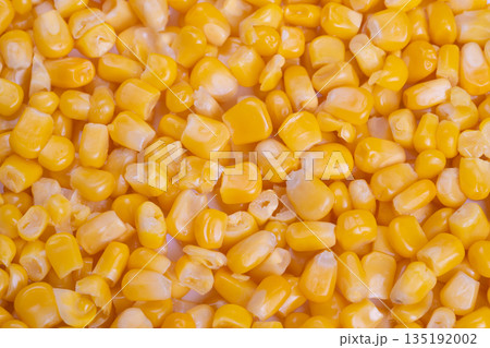 Close up blanched corn kernels cooling on tray, production line quality control scene, packer checking texture and color, food factory lighting and stainless steel surfaces Close up blanched corn kernels cooling on tray, production line quality control scene, packer checking texture and color, food factory lighting and stainless steel surfaces 135192002