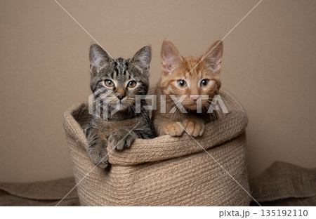 ginger and tabby kittens inside of pet bed 135192110