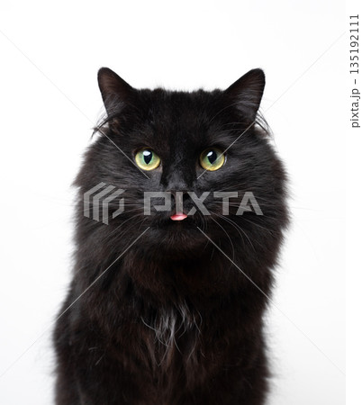 black longhair cat sticking out tongue on white background 135192111