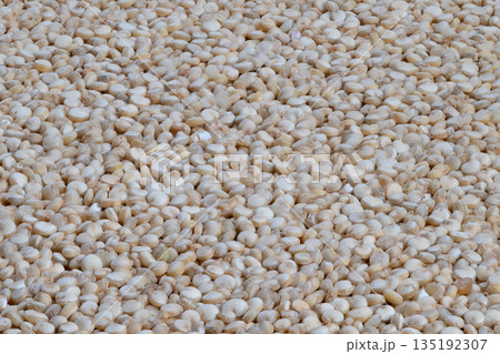 Research and dietary analysis involving labtested quinoa sample, Sample of white quinoa specifically prepared for laboratory testing and microscopic research purposes 135192307
