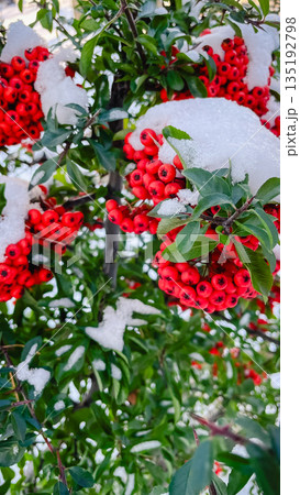 Vibrant red berries covered in fresh white snow on a green leafy branch during a cold winter day 135192798