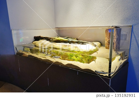 しまね海洋館アクアスの風景 しまね海洋館アクアスの風景 135192931
