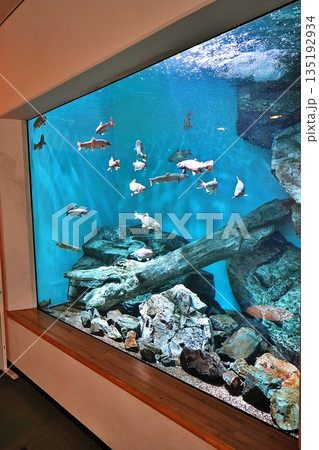 水族館の風景 水族館の風景 135192934