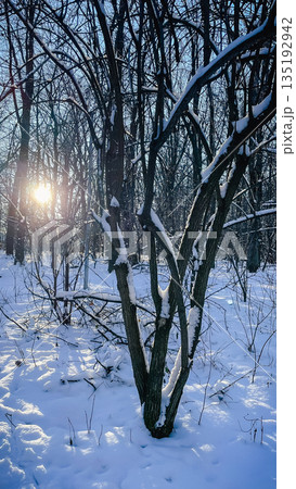 Bright winter sun shines through bare trees, casting long blue shadows on a deep snow-covered forest 135192942