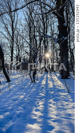 Bright winter sun shines through bare trees, casting long blue shadows on a deep snow-covered forest Bright winter sun shines through bare trees, casting long blue shadows on a deep snow-covered forest 135192943