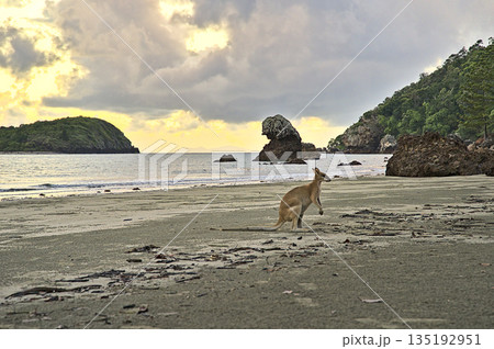Kangaroo during sunrise at Cape Hillsborough on the beach 135192951