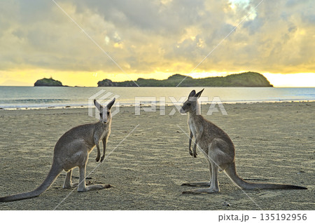 Kangaroo during sunrise at Cape Hillsborough on the beach 135192956