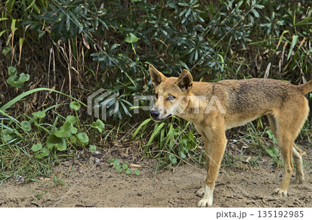 Wild dingo on Frazer Island approaching curiously 135192985
