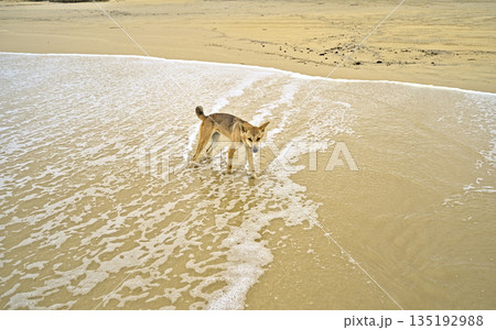 Wild dingo on Frazer Island approaching curiously Wild dingo on Frazer Island approaching curiously 135192988
