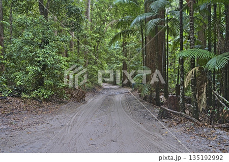 Frazer Island. sand track through the forest 135192992