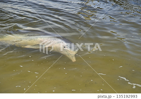 Wild dolphins in Tin Can Bay harbour 135192993