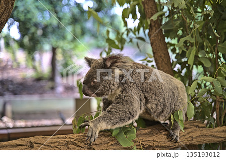 Koala bear in Australia on a tree 135193012