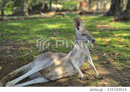 West Australian giant kangaroo lying on the ground 135193014