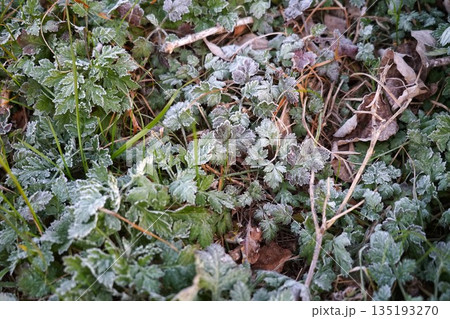地面の霜の風景 135193270