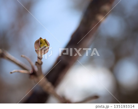2月に膨らんできたサンシュユの可愛らしい蕾 2月に膨らんできたサンシュユの可愛らしい蕾 135193314