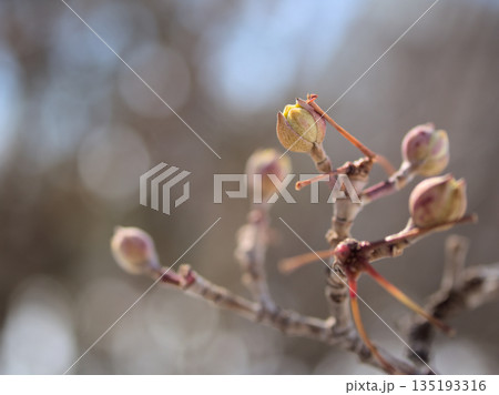 2月に膨らんできたサンシュユの可愛らしい蕾 2月に膨らんできたサンシュユの可愛らしい蕾 135193316
