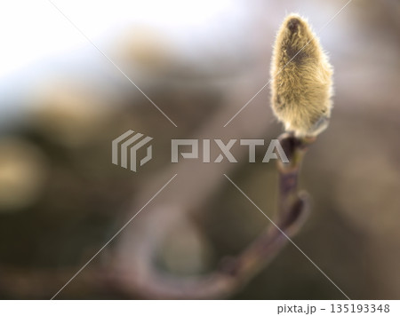 寒い2月に芽吹いたコブシの花芽 寒い2月に芽吹いたコブシの花芽 135193348