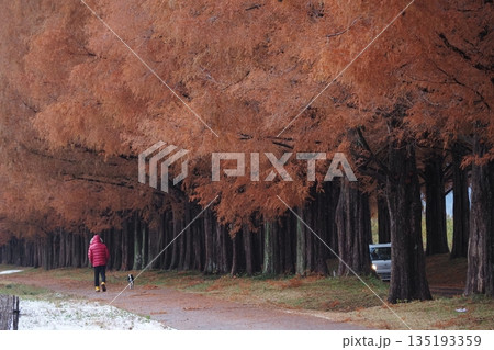 冬のメタセコイア並木 135193359