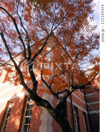 五高記念館と紅葉　（熊本市熊本大学黒髪キャンパス） 135193424