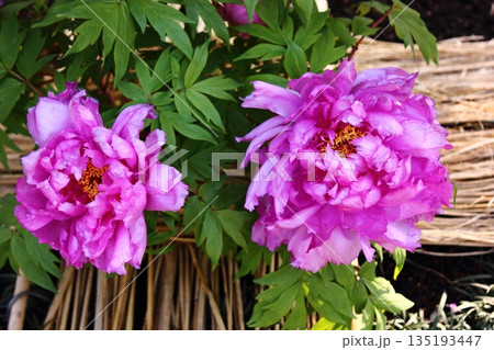 2026年1月に上野のぼたん苑に咲いた「紫禁城（しきんじょう）」という名の冬ぼたん（1） 135193447