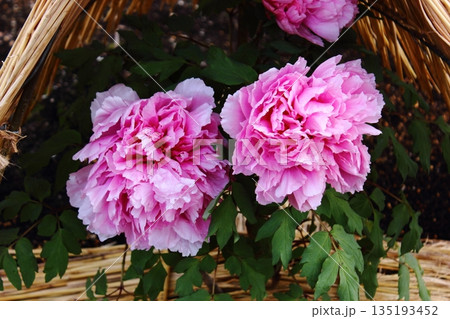 2026年1月に上野のぼたん苑に咲いた「聖代（せいだい）」という名の冬ぼたん 135193452