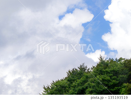 夏空に広がる白い雲と新緑の森」 135193519
