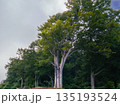 新緑のブナの大木と森の風景 135193524