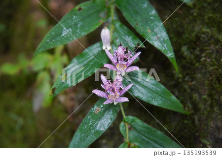 ホトトギス 135193539