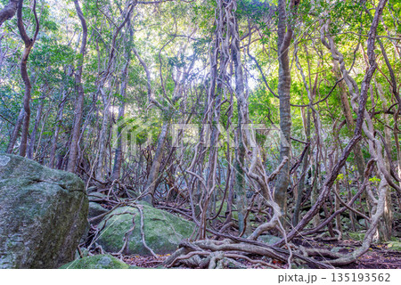 ツタカヅラの森　世界自然遺産屋久島(春 135193562
