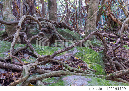ツタカヅラの森 世界自然遺産屋久島(春 ツタカヅラの森 世界自然遺産屋久島(春 135193569