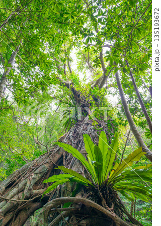 オオタニワタリの森　世界自然遺産屋久島(春 135193672