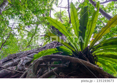 オオタニワタリの森　世界自然遺産屋久島(春 135193673