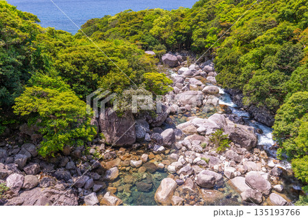 新緑の渓谷 世界自然遺産屋久島(春 新緑の渓谷 世界自然遺産屋久島(春 135193766