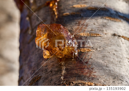 Close-up of golden amber tree sap oozing from textured bark in natural sunlight 135193902